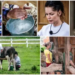 Uczestnicy programu "Wolni farmerzy" doją krowy i pracują w gospodarstwie.
