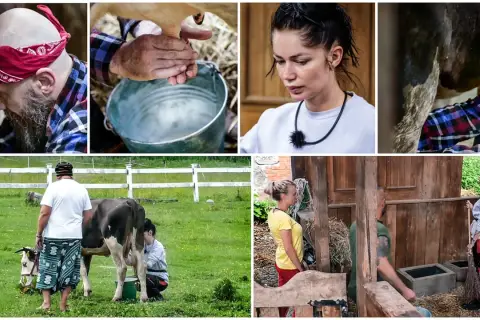 Uczestnicy programu "Wolni farmerzy" doją krowy i pracują w gospodarstwie.