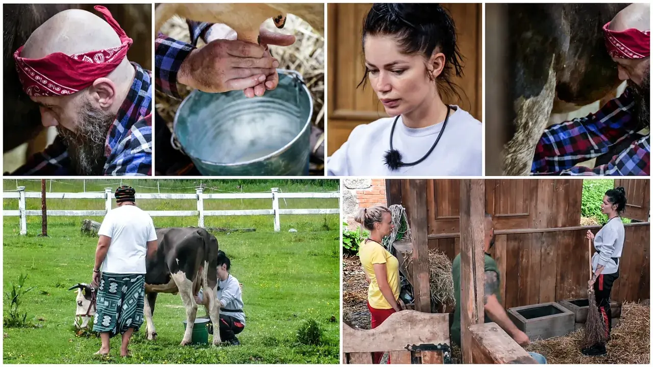 Uczestnicy programu "Wolni farmerzy" doją krowy i pracują w gospodarstwie.